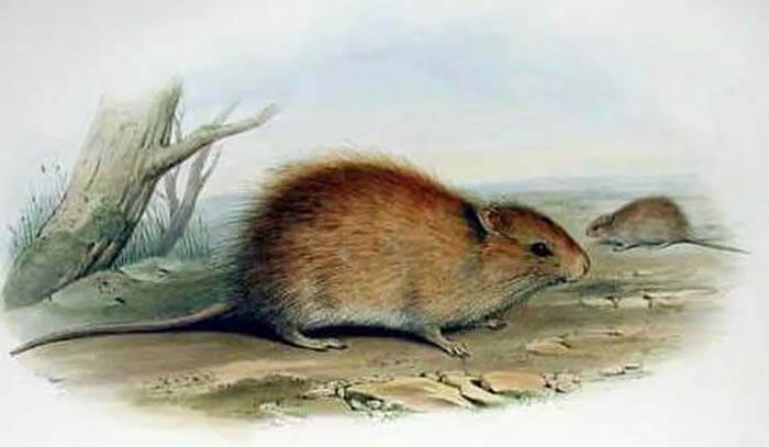 Австралийская болотная крыса
