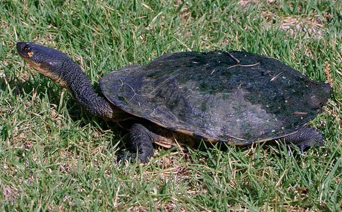 Австралийская змеиношеяя черепаха