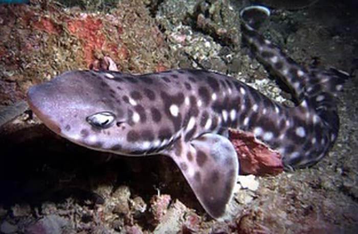 Австралийская коралловая кошачья акула