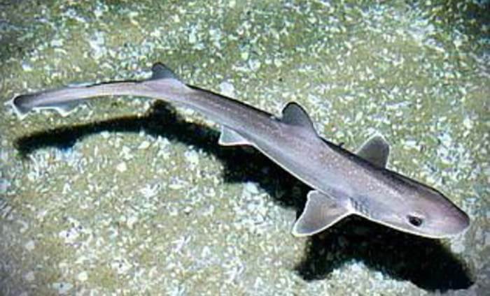 Австралийская кунья акула