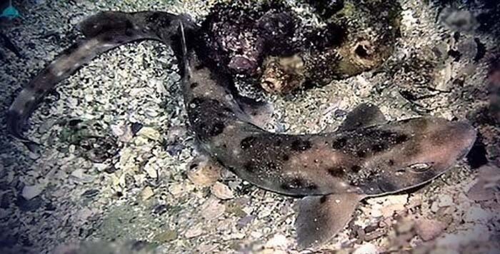 Австралийская пятнистая кошачья акула