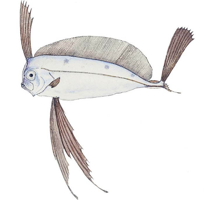 Австралийская рыба-лента
