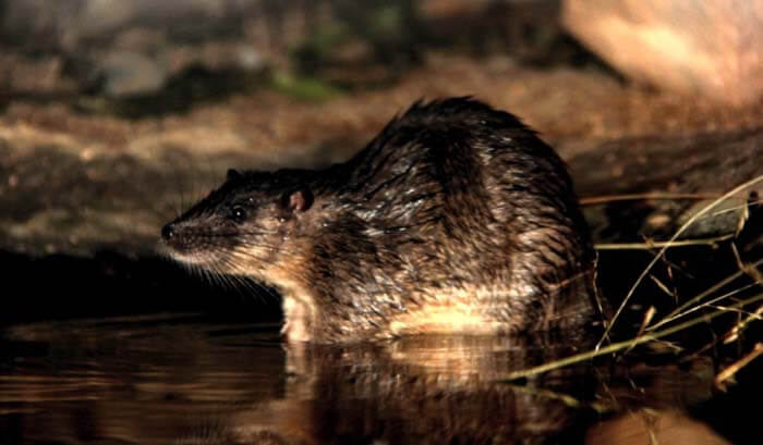 Австралийские водяные крысы