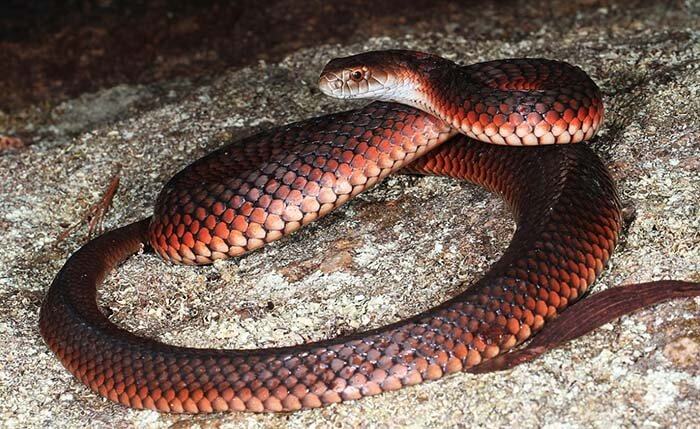 Австралийские медноголовые змеи