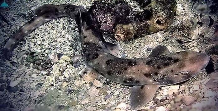 Австралийские пятнистые кошачьи акулы