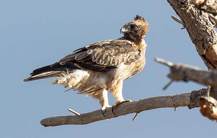 Австралийский орёл-карлик