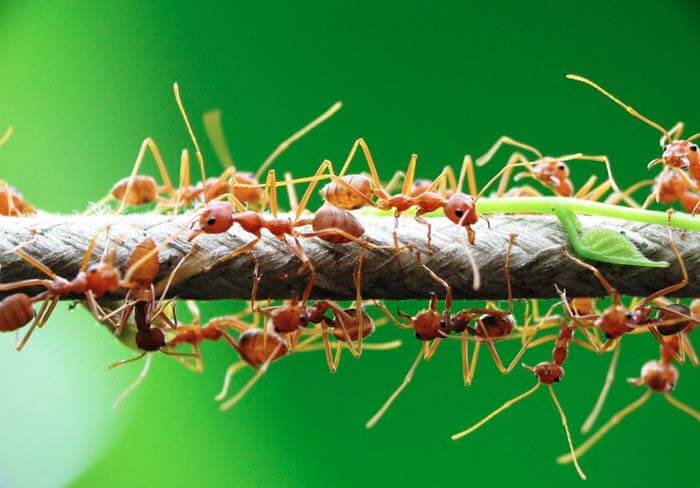 Азиатский муравей-портной