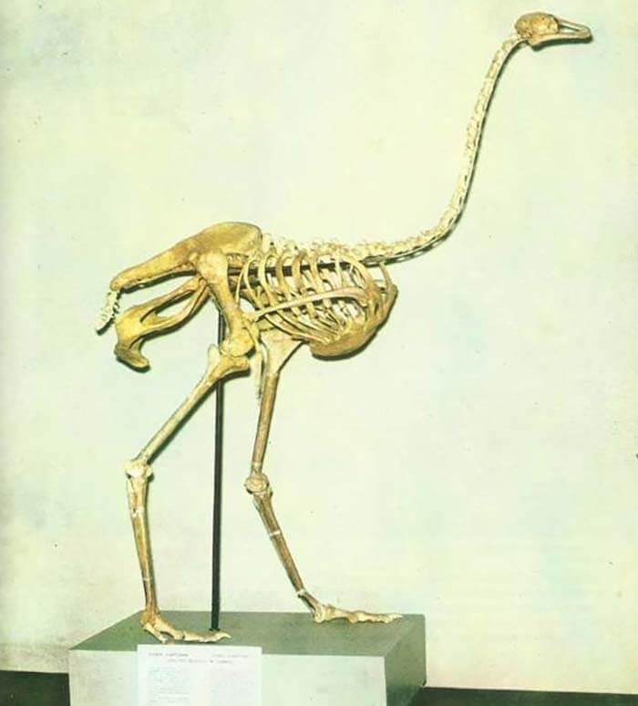 Азиатский страус