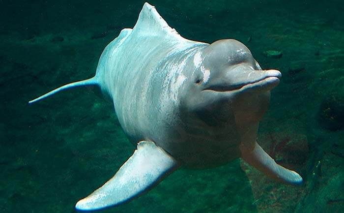 Амазонский дельфин