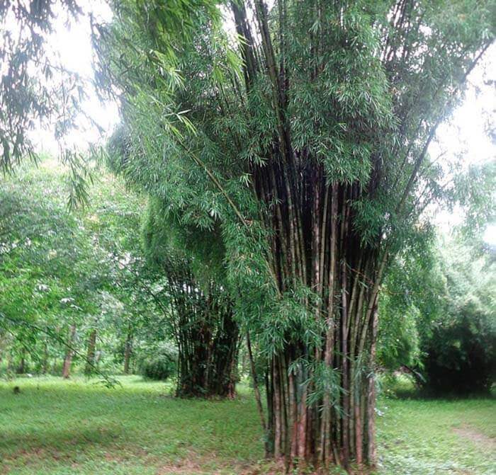 Бамбук сходный