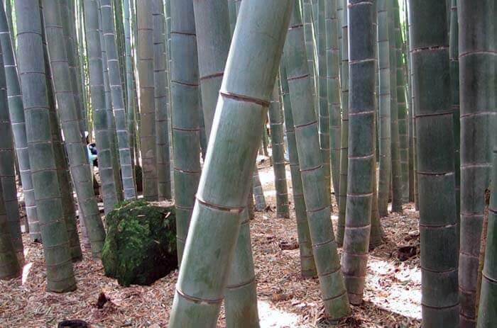 Бамбуковые (триба)