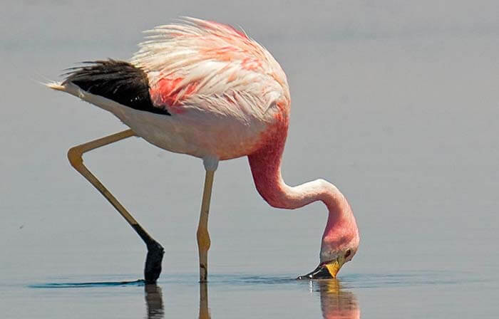 Андский фламинго
