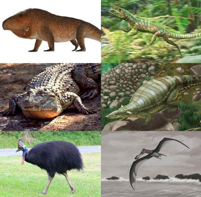 Архозавриформы