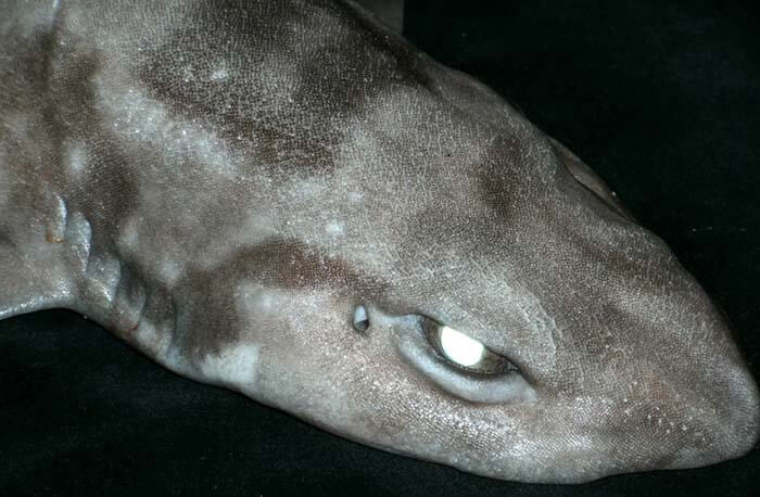 Багамская кошачья акула