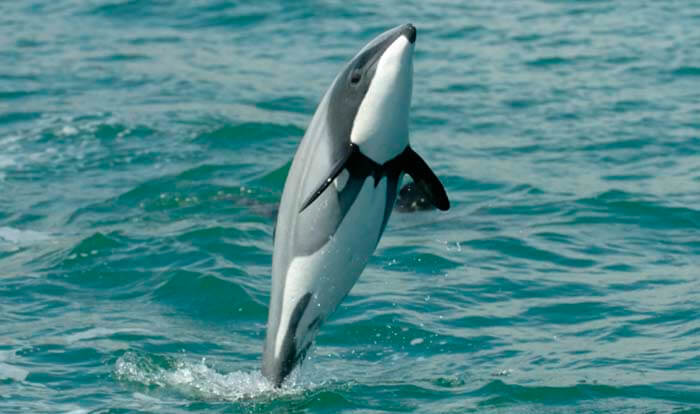 Белобрюхий дельфин