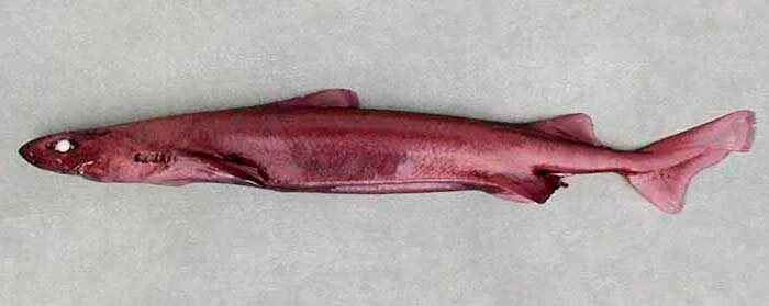 Белоглазая акула Оустона